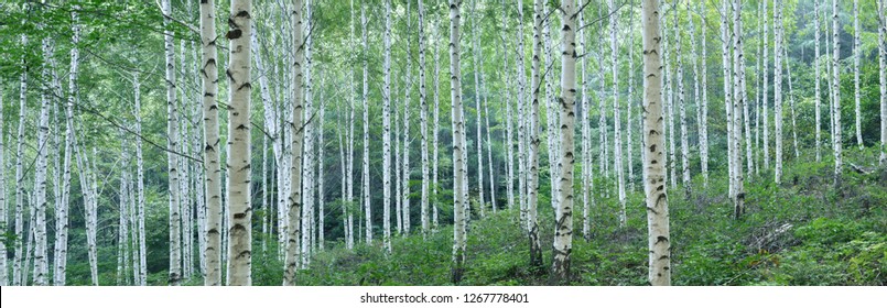 White Birch Forest in Summer, Panoramic View