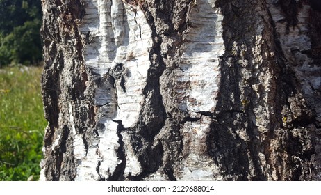 White Birch Texture With Wildflower Meadow, Shot In Bright Sunlight.