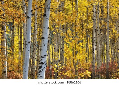 White Birch Tree Background