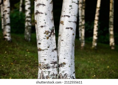 White birch tree trunks in focus on a blurry dark background. White Birch tree trunks on a sunny summer day.  Birch trees in the bright light of sunset close-up. Birch tree trunk texture close-up.