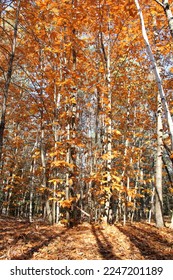white birch trees in the fall