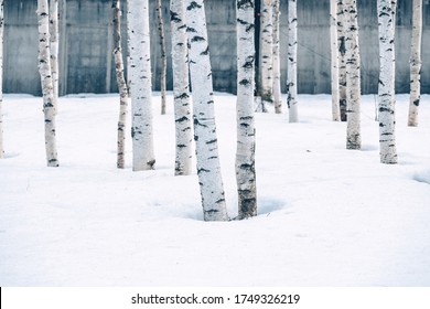 White Birch Trees Under Melting Snow On Spring Day