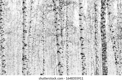 White birch trees in winter forest, texture background birch. Landscape of a winter birch forest.