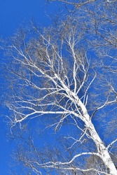 White Birch, Treetop, Branch, Blue Sky, Snow, Contrast, Snowfall, White Tree, Copy Space, Winter, Seasonal Feeling, Season, Cold, Winter, Tree, Looking Up, Clear Sky, January, February