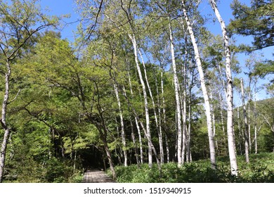 The White Birchwood Was Autumn