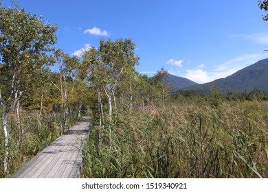 The White Birchwood Was Autumn