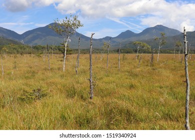 The White Birchwood Was Autumn