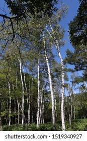 The White Birchwood Was Autumn