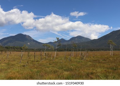 The White Birchwood Was Autumn