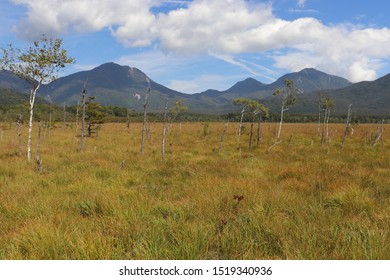 The White Birchwood Was Autumn