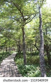 The White Birchwood Was Autumn