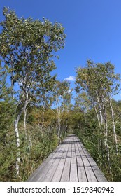 The White Birchwood Was Autumn