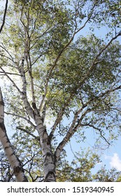 The White Birchwood Was Autumn