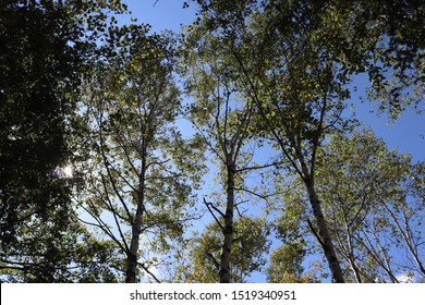 The White Birchwood Was Autumn