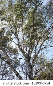 The White Birchwood Was Autumn