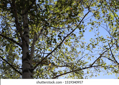 The White Birchwood Was Autumn