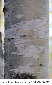 The White Birchwood Was Autumn