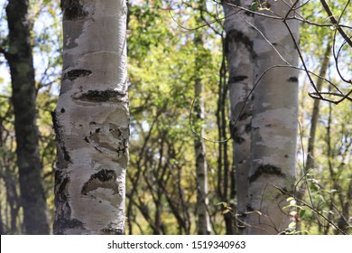 The White Birchwood Was Autumn