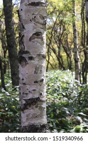 The White Birchwood Was Autumn