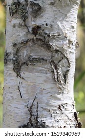 The White Birchwood Was Autumn