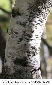 The White Birchwood Was Autumn