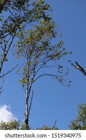 The White Birchwood Was Autumn