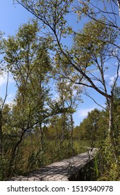 The White Birchwood Was Autumn