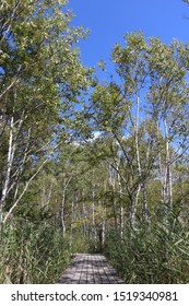 The White Birchwood Was Autumn