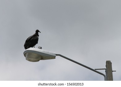 white bird