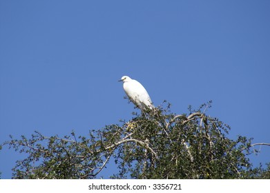 White Bird