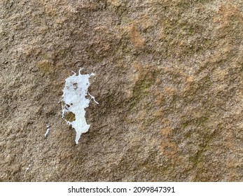 White Bird Droppings On Brown Rock Surface