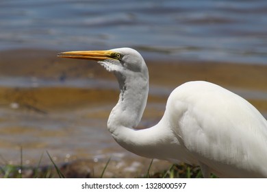 White Bird Eating Bug