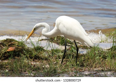 White Bird Eating Bug