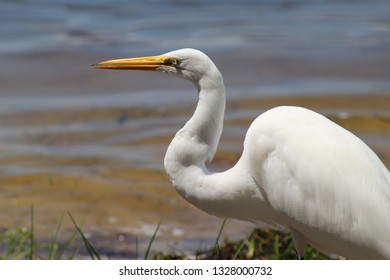 White Bird Eating Bug