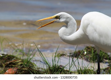 White Bird Eating Bug