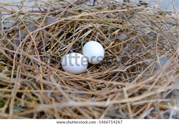 White Bird Eggs Nest Stock Photo Edit Now