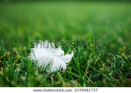 white bird feather hanging at grass blade, copy space.