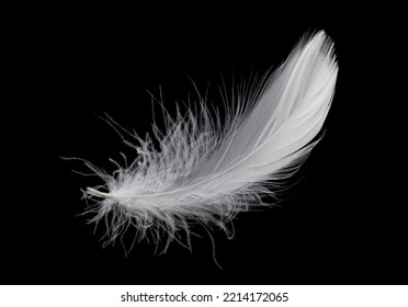 1,419 Bird Logo Fly Stock Photos, Images & Photography | Shutterstock