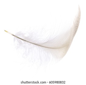 Fluffy Feather Isolated On White Background Stock Photo (Edit Now ...