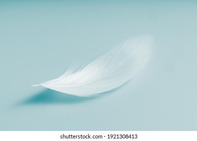 white bird feather on blue background