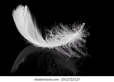 White Bird Feather with Reflection on Black Background. Fluffy Downy, The Softness of Feathers. - Powered by Shutterstock