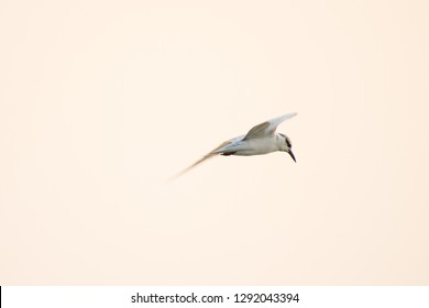 White Bird Flying