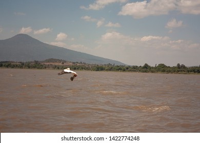 White Bird Flying And Hunting Over Lake Pátzcuaro In Order To Fish For Its Biodiversity Food In Lake Michoacán Mexico