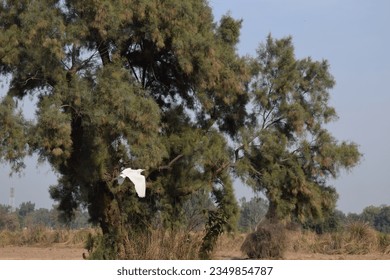 White bird flying view with tree and blue sky in background - Powered by Shutterstock