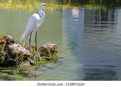 White bird at the lake coast, the great egret also known as the common egret or large egret. Ardea alba