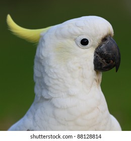 white bird parrot cockatoo head profile with green background portrait format