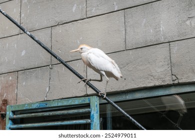 White bird perched on a cable in front of a concrete wall. Urban wildlife photography concept - Powered by Shutterstock