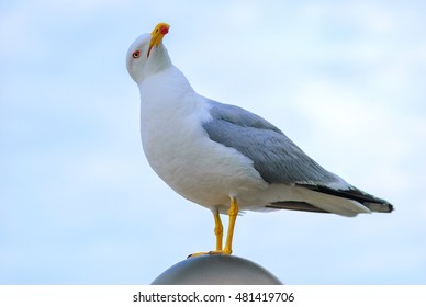 White Bird Seagull