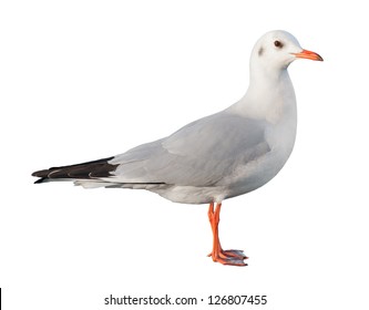 White Bird Seagull Isolated On White