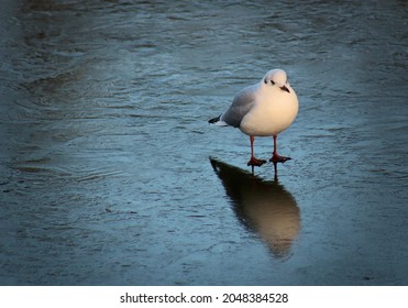 white bird standing on a frozen river